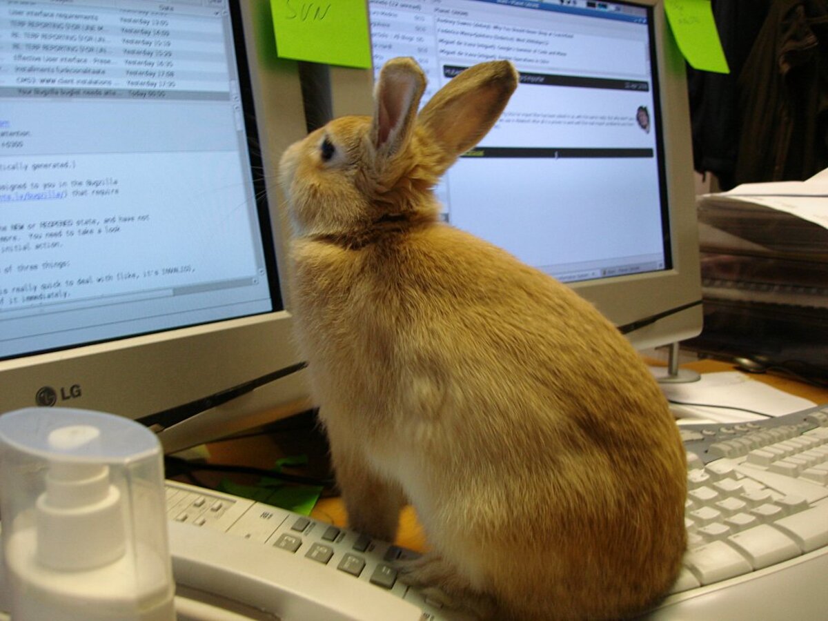 Rabbit Reading