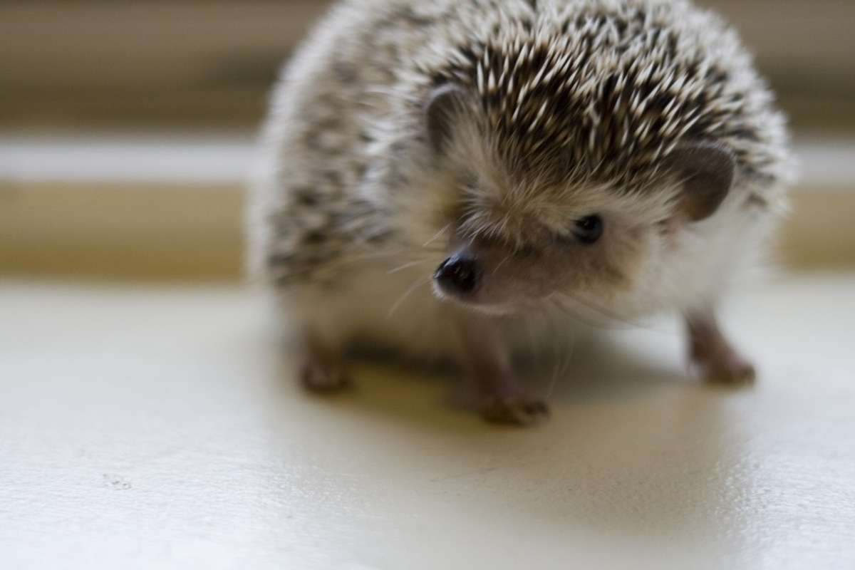 hedgehog