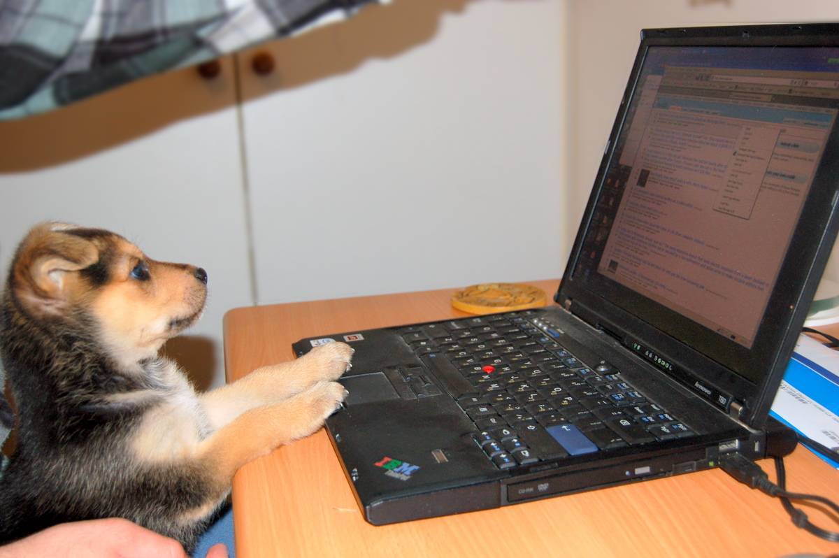 Dog and Computer