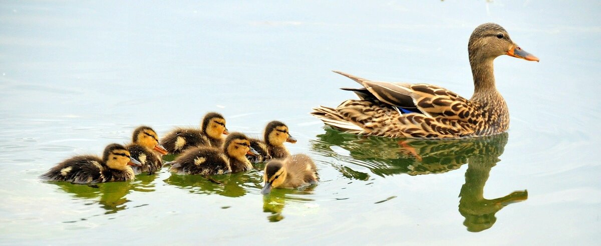 ducklings following mama duck